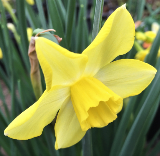 Daffodil Pippit